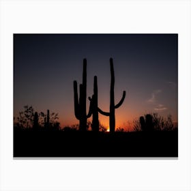 Saguaro Cacti At Sunset Outside Tucson Arizona Canvas Print