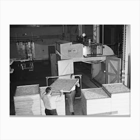 Trays Of Dehydrated Cabbage Freshly Removed From Cabinet Dryer, Regional Agricultural Research Laboratory, Alban Canvas Print