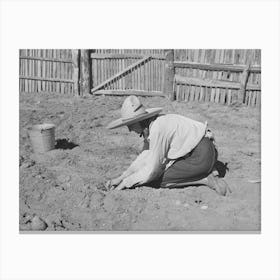 Mrs, Faro Caudill Settling Out Cabbage Plants In Her Garden, Pie Town, New Mexico By Russell Lee Canvas Print