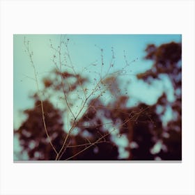 Close Up Of A Plant At Sunset Canvas Print