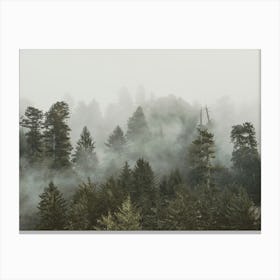 Redwood Forest Fog - National Park Photo Canvas Print