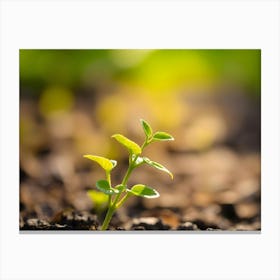 Young Plant Growing In The Dirt Canvas Print