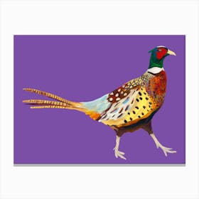 Pheasant on Purple Canvas Print