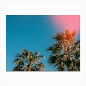 Palm Trees In The Sun Canvas Print