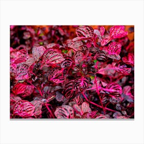 Purple Plant Leaves Nature Leaves Flora Foliage Canvas Print