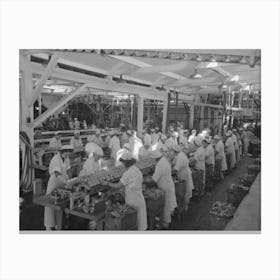 Untitled Photo, Possibly Related To Packing Salmon Into Cans At The Columbia River Packing Association Canvas Print