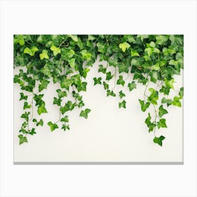 Curly Ivy Leaves Isolated on Light Background Canvas Print