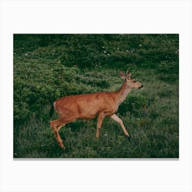 Mama Deer Canvas Print