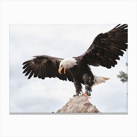 Bald Eagle Wings Canvas Print