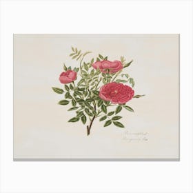 Roses On A Branch 4 Canvas Print