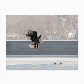 Bald Eagle With A Fish Canvas Print