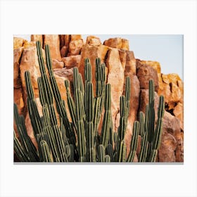 Cactus In Mountain Canvas Print