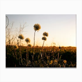 Sunset In The Meadow Canvas Print