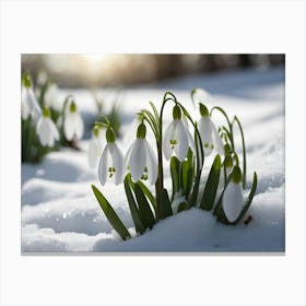 Snowdrops 1 Canvas Print