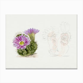 Purple Cactus, Familie Der Cacteen Canvas Print