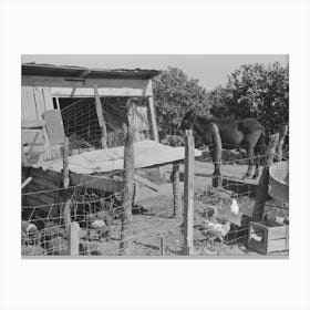 Hog House And Chicken Coop Of Hidalgo County, Texas, Farm By Russell Lee Canvas Print