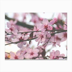 Cherry Blossoms. Sakura Canvas Print