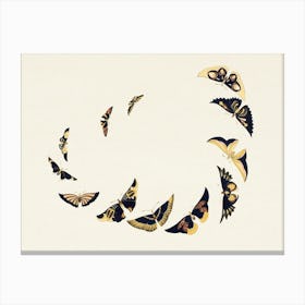 Vintage Butterfly, Cho Senshu (4) Canvas Print
