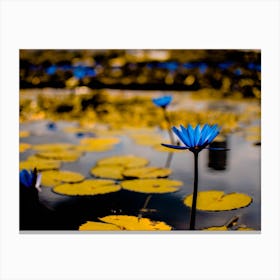 Blue Water Lily Canvas Print