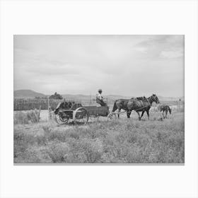 Fsa (Farm Security Administration) Cooperative Manure Spreader In Action, Box Elder County, Utah By Russell Lee Canvas Print