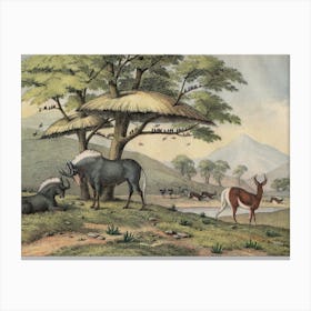 Vintage Kolb 10 Tafel 38 Gnu Canvas Print