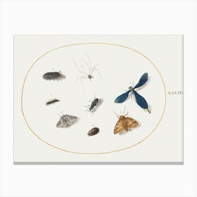 Two Moths With A Spider, A Caterpillar, And Four Other Insects (1575–1580), Joris Hoefnagel Canvas Print