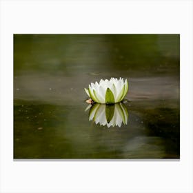 White Water Lily With Reflection In The Water Canvas Print