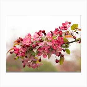 Blossoming Apple Tree Canvas Print