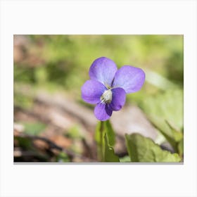 Wild Purple Violet Canvas Print