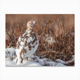 Ptarmigan In Winter Canvas Print