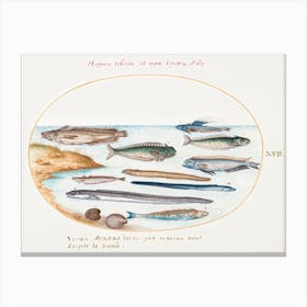 Cod, Weever Fish, Eels And Other Fish, Joris Hoefnagel Canvas Print