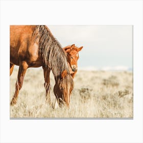 Horse And Foal Canvas Print