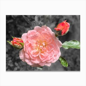 Pink Rose Canvas Print