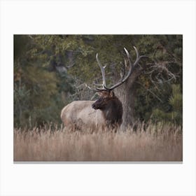 Woodland Elk Canvas Print