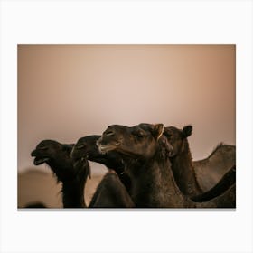 Camels looking in the same direction - Al Wathba Abu Dhabi UAE photo print - moody animal photography art Art Print Canvas Print