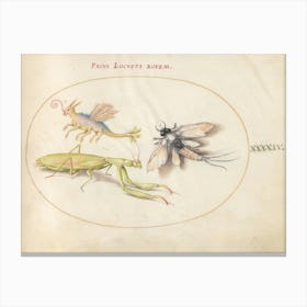 Mantis And Mayfly With An Imaginary Insect, Joris Hoefnagel Canvas Print