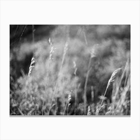 Waving Grass Canvas Print