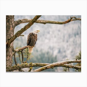 Eagle Looking Over Forest Canvas Print