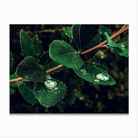 A Branch With Water Droplets On The Green Leaves Canvas Print
