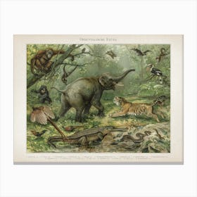 Vintage Meyers 3 Orientalische Fauna Canvas Print