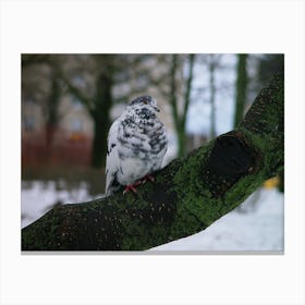 Pigeon On A Branch 2 Canvas Print