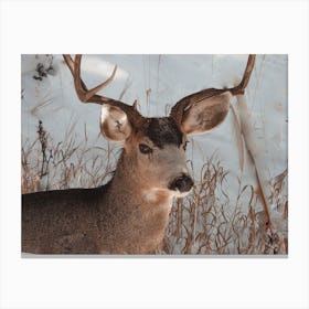 Mule Deer Buck Canvas Print