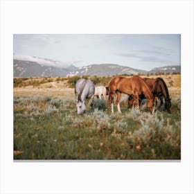 Montana Horse Herd Canvas Print