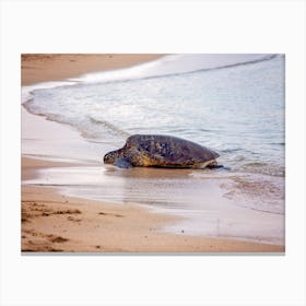 Green Sea Turtle Canvas Print