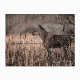 Adolescent Moose In Swamp Canvas Print