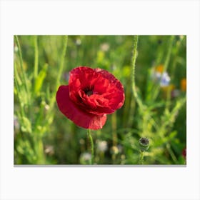 Red poppy in the green field Canvas Print