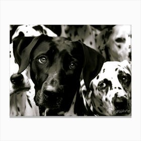 Dalmatian Mix - Curious Dog Canvas Print