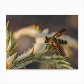 Bee at sunset 1 Canvas Print