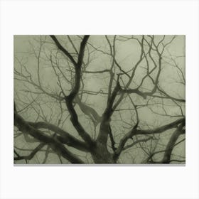 Bare Tree In The Fog Canvas Print