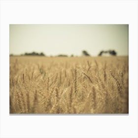 Golden Wheat Field Canvas Print